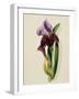 A Flag Iris-Thomas Holland-Framed Giclee Print