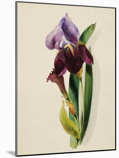 A Flag Iris-Thomas Holland-Mounted Giclee Print