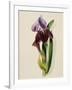 A Flag Iris-Thomas Holland-Framed Giclee Print