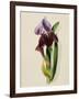 A Flag Iris-Thomas Holland-Framed Giclee Print