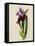 A Flag Iris-Thomas Holland-Framed Stretched Canvas