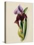 A Flag Iris-Thomas Holland-Stretched Canvas