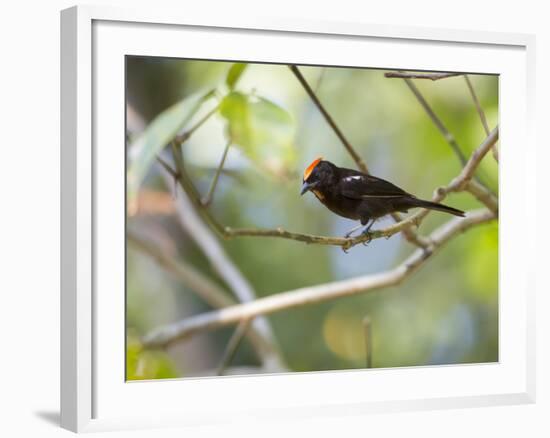 A Flame-Crested Tanager, Tachyphonus Cristatus, Sits on a Branch in the Atlantic Rainforest-Alex Saberi-Framed Photographic Print