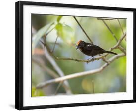 A Flame-Crested Tanager, Tachyphonus Cristatus, Sits on a Branch in the Atlantic Rainforest-Alex Saberi-Framed Photographic Print