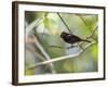 A Flame-Crested Tanager, Tachyphonus Cristatus, Sits on a Branch in the Atlantic Rainforest-Alex Saberi-Framed Photographic Print