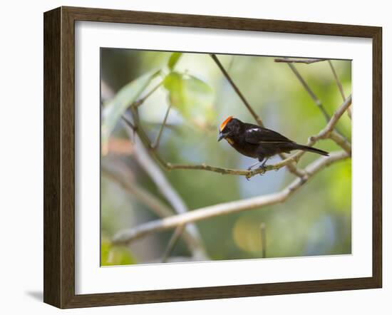 A Flame-Crested Tanager, Tachyphonus Cristatus, Sits on a Branch in the Atlantic Rainforest-Alex Saberi-Framed Photographic Print