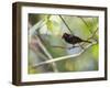 A Flame-Crested Tanager, Tachyphonus Cristatus, Sits on a Branch in the Atlantic Rainforest-Alex Saberi-Framed Photographic Print