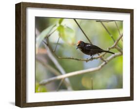 A Flame-Crested Tanager, Tachyphonus Cristatus, Sits on a Branch in the Atlantic Rainforest-Alex Saberi-Framed Photographic Print