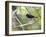 A Flame-Crested Tanager, Tachyphonus Cristatus, Sits on a Branch in the Atlantic Rainforest-Alex Saberi-Framed Photographic Print