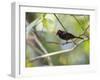 A Flame-Crested Tanager, Tachyphonus Cristatus, Sits on a Branch in the Atlantic Rainforest-Alex Saberi-Framed Photographic Print