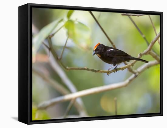 A Flame-Crested Tanager, Tachyphonus Cristatus, Sits on a Branch in the Atlantic Rainforest-Alex Saberi-Framed Stretched Canvas