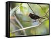 A Flame-Crested Tanager, Tachyphonus Cristatus, Sits on a Branch in the Atlantic Rainforest-Alex Saberi-Framed Stretched Canvas