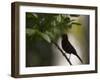 A Flame-Crested Tanager, Tachyphonus Cristatus, Sits on a Branch in the Atlantic Rainforest-Alex Saberi-Framed Premium Photographic Print
