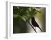 A Flame-Crested Tanager, Tachyphonus Cristatus, Sits on a Branch in the Atlantic Rainforest-Alex Saberi-Framed Premium Photographic Print