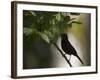 A Flame-Crested Tanager, Tachyphonus Cristatus, Sits on a Branch in the Atlantic Rainforest-Alex Saberi-Framed Photographic Print