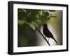 A Flame-Crested Tanager, Tachyphonus Cristatus, Sits on a Branch in the Atlantic Rainforest-Alex Saberi-Framed Photographic Print