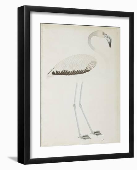 A Flamingo, C.1780-null-Framed Giclee Print