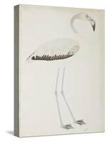 A Flamingo, C.1780-null-Stretched Canvas