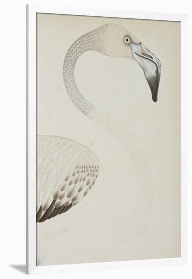 A Flamingo, Detail, C.1780-null-Framed Giclee Print