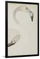 A Flamingo, Detail, C.1780-null-Framed Giclee Print