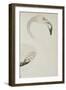 A Flamingo, Detail, C.1780-null-Framed Giclee Print