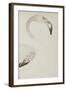 A Flamingo, Detail, C.1780-null-Framed Giclee Print