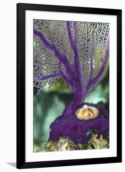 A Flamingo Tongue Snail Climbs across an Iridescent Purple Soft Coral Near Staniel Cay, Bahamas-James White-Framed Photographic Print