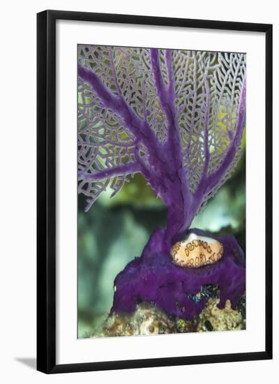 A Flamingo Tongue Snail Climbs across an Iridescent Purple Soft Coral Near Staniel Cay, Bahamas-James White-Framed Photographic Print