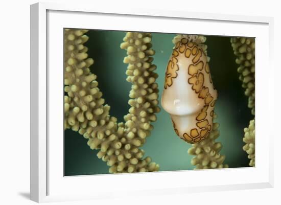 A Flamingo Tongue Snail Climbs across Soft Coral in Underwater Macro Photo, Bahamas-James White-Framed Photographic Print