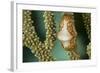 A Flamingo Tongue Snail Climbs across Soft Coral in Underwater Macro Photo, Bahamas-James White-Framed Photographic Print