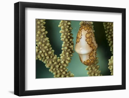 A Flamingo Tongue Snail Climbs across Soft Coral in Underwater Macro Photo, Bahamas-James White-Framed Photographic Print