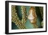 A Flamingo Tongue Snail Climbs across Soft Coral in Underwater Macro Photo, Bahamas-James White-Framed Photographic Print