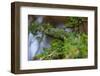 A flap-necked chameleon in a tree. Ndutu, Ngorongoro Conservation Area, Tanzania.-Sergio Pitamitz-Framed Photographic Print