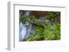 A flap-necked chameleon in a tree. Ndutu, Ngorongoro Conservation Area, Tanzania.-Sergio Pitamitz-Framed Photographic Print