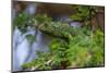 A flap-necked chameleon in a tree. Ndutu, Ngorongoro Conservation Area, Tanzania.-Sergio Pitamitz-Mounted Photographic Print