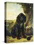 A Flat-Coated Retriever by a Tree-Henriette Ronner-Knip-Stretched Canvas