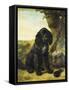 A Flat-Coated Retriever by a Tree-Henriette Ronner-Knip-Framed Stretched Canvas