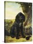 A Flat-Coated Retriever by a Tree-Henriette Ronner-Knip-Stretched Canvas