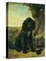 A flat coated Retriever by a tree-Henriette Ronner-Knip-Stretched Canvas