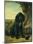 A flat coated Retriever by a tree-Henriette Ronner-Knip-Mounted Giclee Print