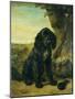 A flat coated Retriever by a tree-Henriette Ronner-Knip-Mounted Giclee Print