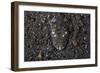 A Flathead Fish Camouflages Itself in the Sandy Seafloor-Stocktrek Images-Framed Photographic Print