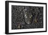 A Flathead Fish Camouflages Itself in the Sandy Seafloor-Stocktrek Images-Framed Photographic Print