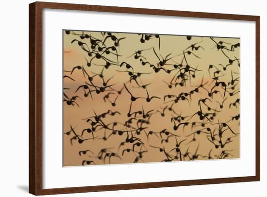 A Flock in Flight in the Early Morning-null-Framed Photographic Print