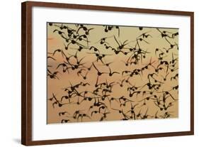 A Flock in Flight in the Early Morning-null-Framed Photographic Print