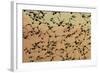 A Flock in Flight in the Early Morning-null-Framed Photographic Print