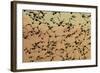 A Flock in Flight in the Early Morning-null-Framed Photographic Print