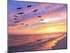 A Flock of Brown Pelicans Fly over the Beach as the Sun Sets-Steve Bower-Mounted Photographic Print