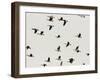 A Flock of Canada Geese Soar Through the Afternoon Sky-null-Framed Photographic Print