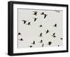 A Flock of Canada Geese Soar Through the Afternoon Sky-null-Framed Photographic Print